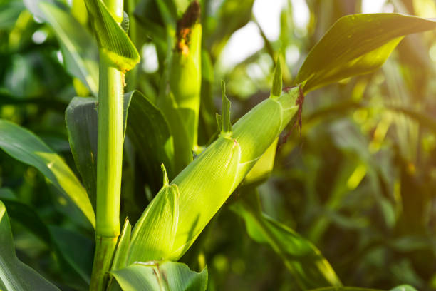 istock The corn plant in the field 1032972542