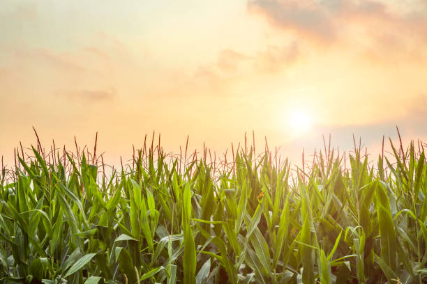 istock The corn plant in the field 1032973054