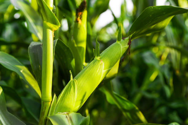istock The corn plant in the field 1032973058