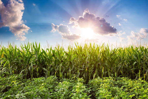 istock The corn plant in the field 1032973072