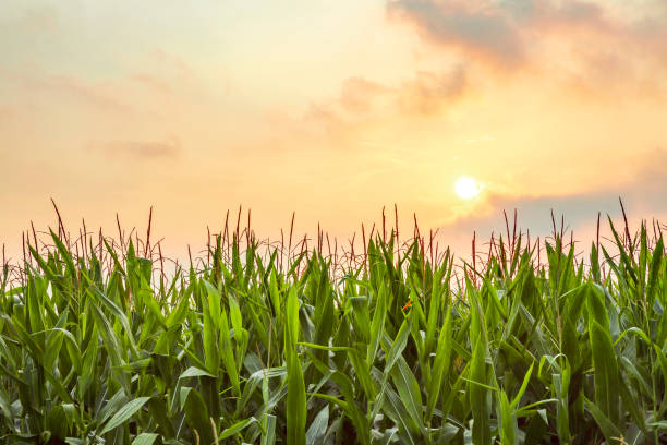 istock The corn plant in the field 1032973078