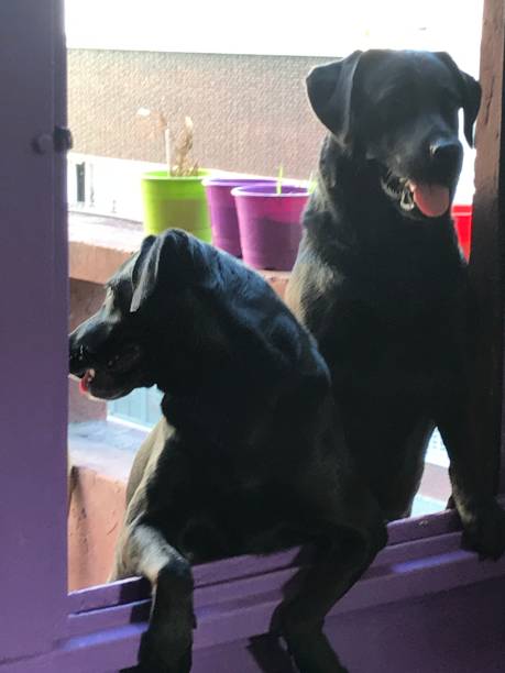 istock Labrador retrievers leaning against a violet wall 1032977650