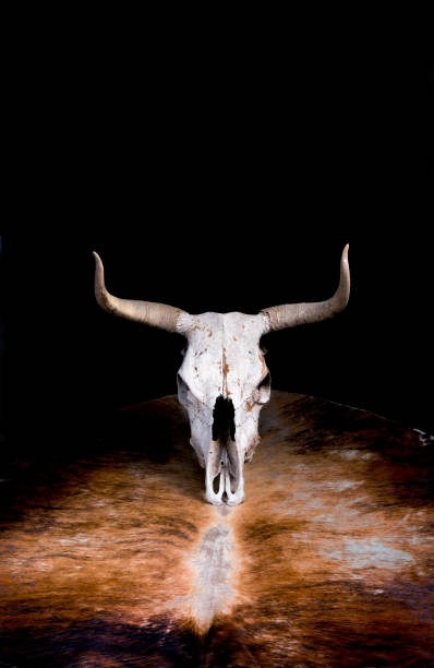 teschio di mucca occidentale - animal skull cow bull old foto e immagini stock