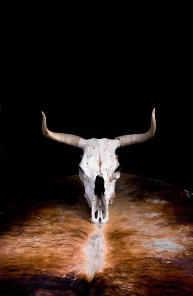 Photo of Western Cow Skull