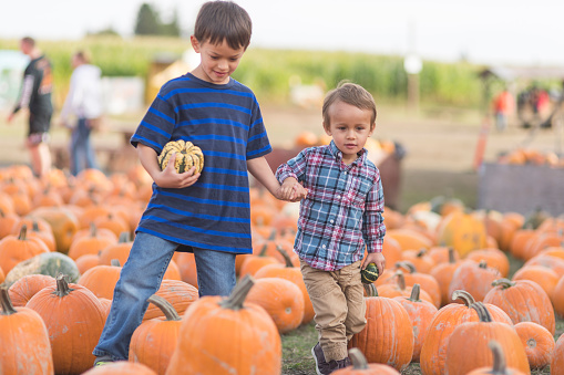 Two young ethnic brothers hold hands as they walk through a field filled with pumpkins on the ground. They're both holding a small pumpkin.