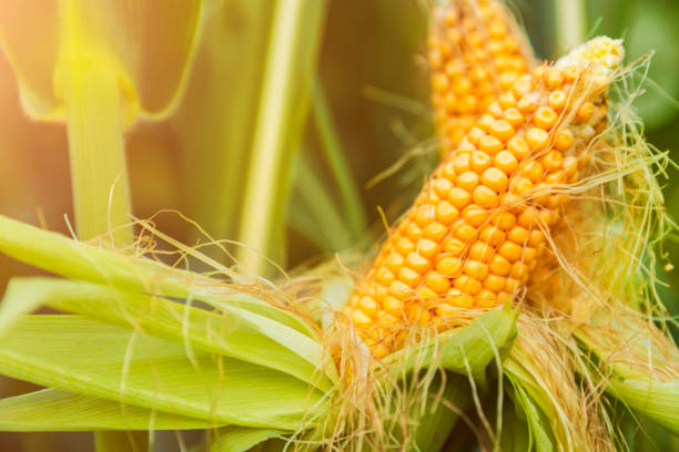 istock The corn plant in the field 1032989654