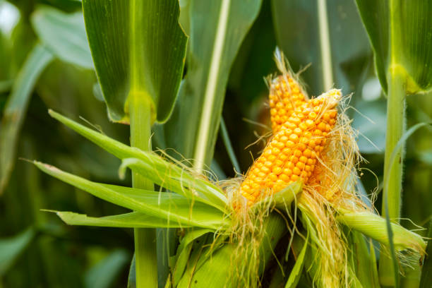 istock The corn plant in the field 1032989712