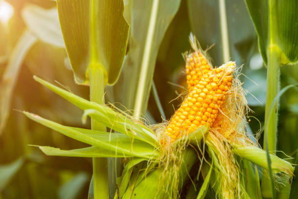 istock The corn plant in the field 1032989796