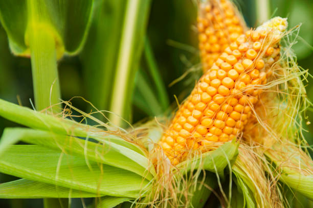 istock The corn plant in the field 1032989798