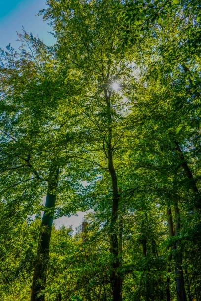 istock Leaves and trees at summer in Germany 1033000862