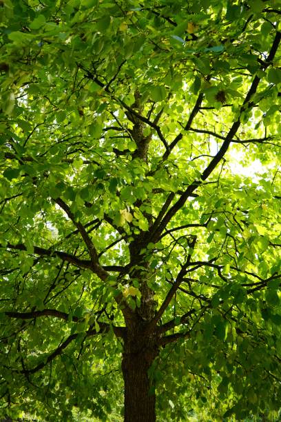 istock Leaves and trees at summer in Germany 1033002940