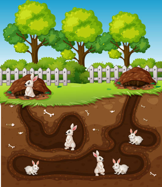 Large Rabbit Hole 2,400+ Rabbit Hole Stock Photos, Pictures & Royalty-Free Images - iStock