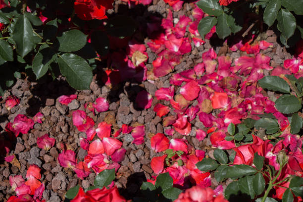 istock Soil on the  ground covered with petals 1033010962
