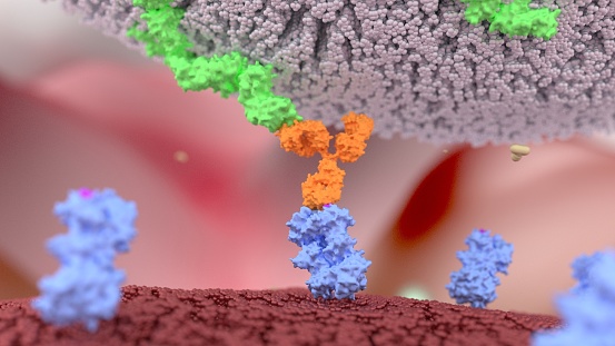 Natural killer cell receptor binding to a cancer cell using antibody, as part of antibody dependent cellular cytotoxicity