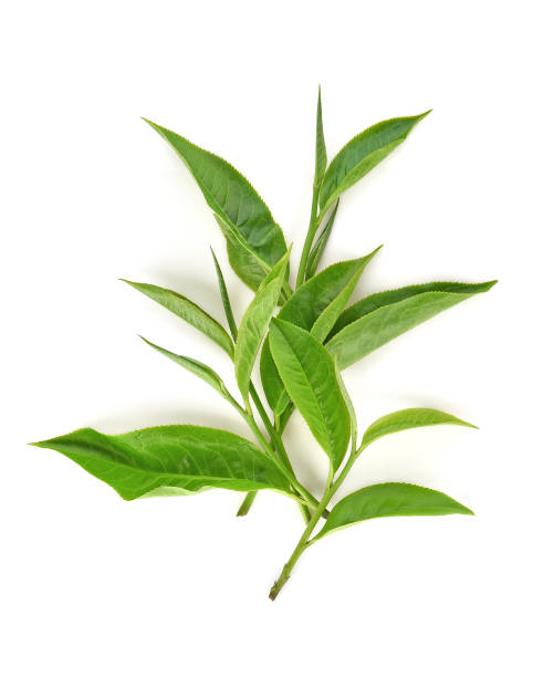 istock Green tea leal isolated on white background 1033025530