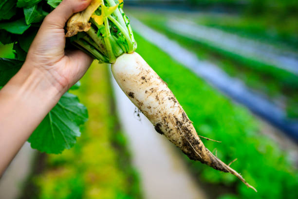 istock Farmers and radish 1033030426
