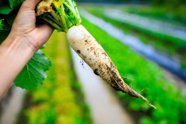 istock Farmers and radish 1033030442