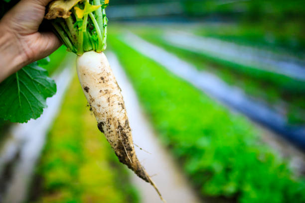 istock Farmers and radish 1033030454