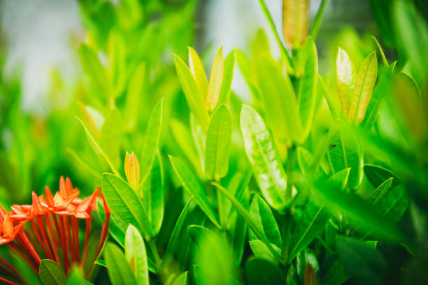 Texture of nature green leave for background
