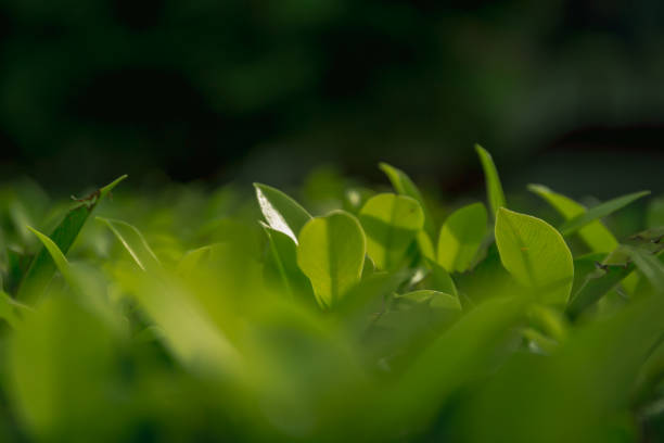 istock Texture of nature green leave for background 1033030904