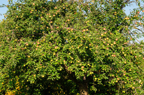 istock In the garden mature apples. 1033034642