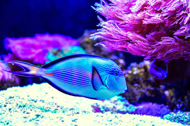 Naso Tang (Pacific orange-spine unicornfish) Beautiful Naso Tang (Pacific orange-spine unicornfish) in reef aquarium tank in thailand naso elegans stock pictures, royalty-free photos & images