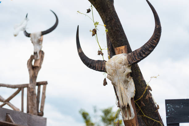 istock Head skull of buffalo 1033040440