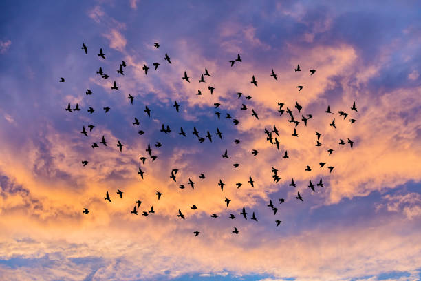 birds flying over the sunset sky birds flying over the sunset sky birds flying in sky stock pictures, royalty-free photos & images