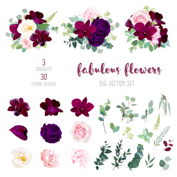 Purple garden rose, burgundy red orchid big vector collection Purple garden rose, burgundy red orchid, pink and yellow rose, hydrangea, marsala anthurium, seeded eucalyptus, greenery, succulents big vector collection. All elements are isolated and editable. violet flower vector stock illustrations