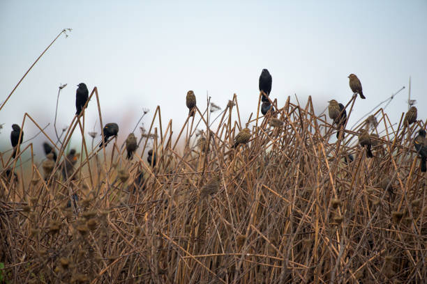 istock Black and brown birds sitting on withered grass 1033045196
