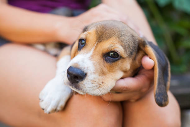 istock Tricolor purebred beagle puppy 1033045440