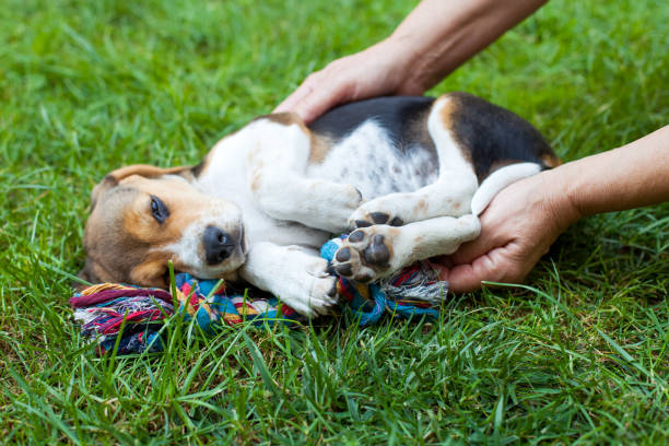istock Cute beagle puppy on the grass 1033045464