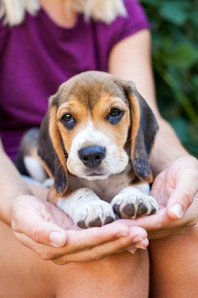 istock Tricolor purebred beagle puppy 1033045568