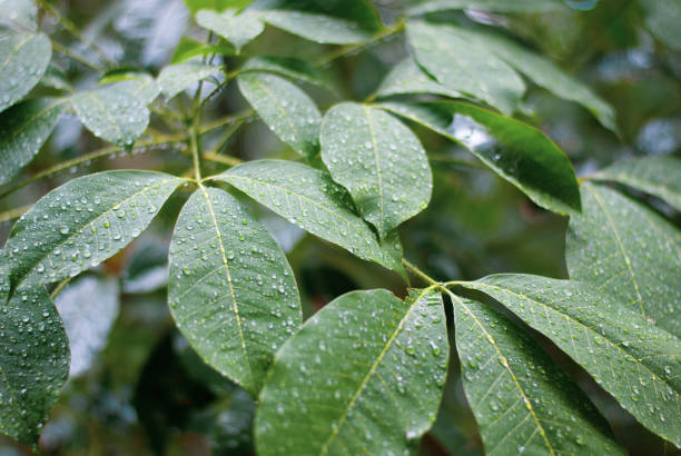 istock Green leaves covered by rain water drops, nature background 1033049254