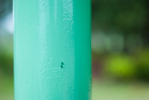 Two black ants moving up and down on the steel post while touching their antenna for communication