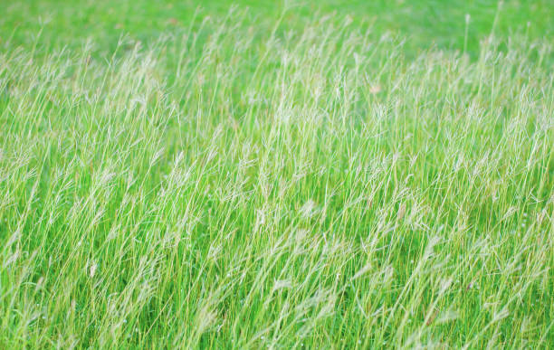 istock Abstract grass moving by evening wind background, relaxing and soothing nature feeling 1033053022