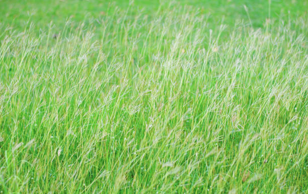 istock Abstract grass moving by evening wind background, relaxing and soothing nature feeling 1033053080