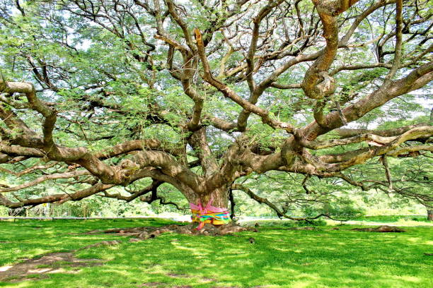 istock Large trees or Chamchuri trees in Thailand. 1033053522