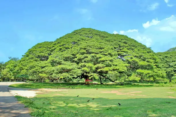 Photo of Large trees or Chamchuri trees in Thailand.