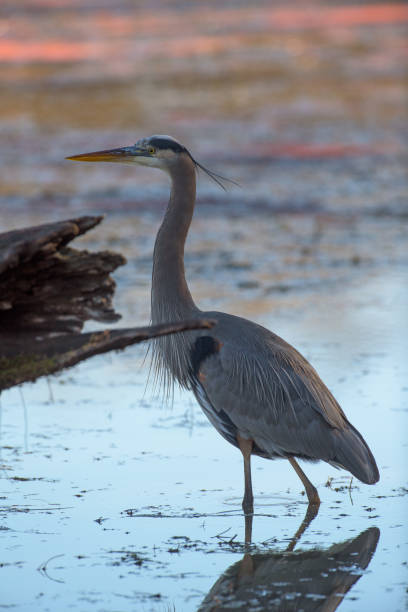 istock Great blue heron standing near log 1033058030