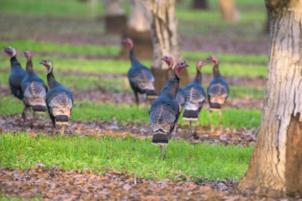 istock Birds with red heads walking on ground among trees 1033058318
