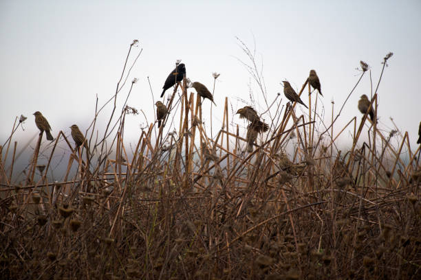 istock Birds sitting on dried reeds 1033066052