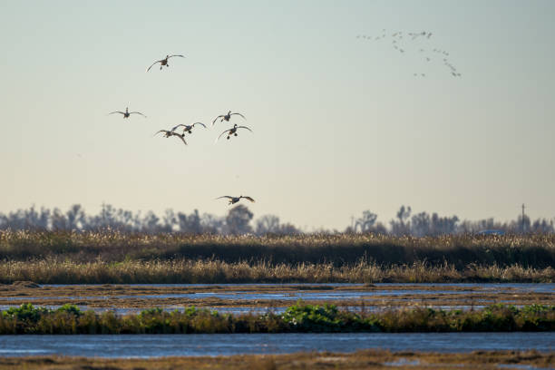 istock Flock of birds above grassed river 1033066100