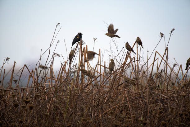 istock Birds sitting on dried broken twigs 1033066134