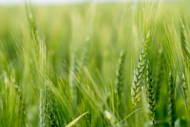 campo de la agricultura de trigo de invierno verde - winter wheat fotografías e imágenes de stock