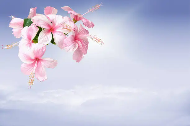 Pink Hibiscus Flowers isolated on blue sky