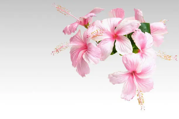 Pink Hibiscus Flowers isolated on gray
