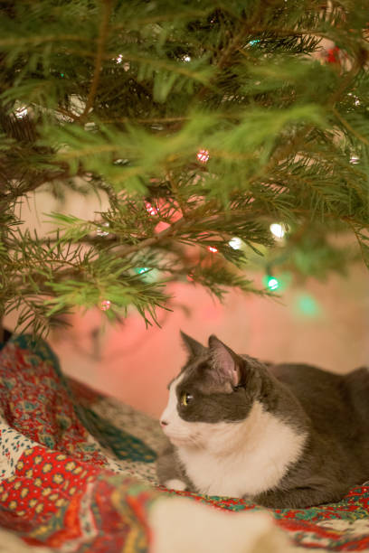 istock Gray and white cat lying on blanket under Christmas tree 1033073770