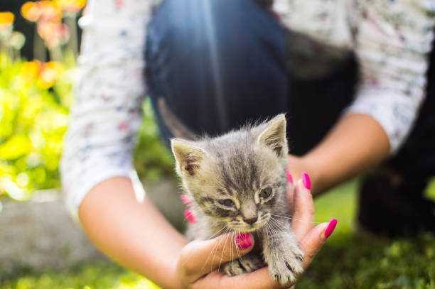 Little kitty gets scratching by the girl.