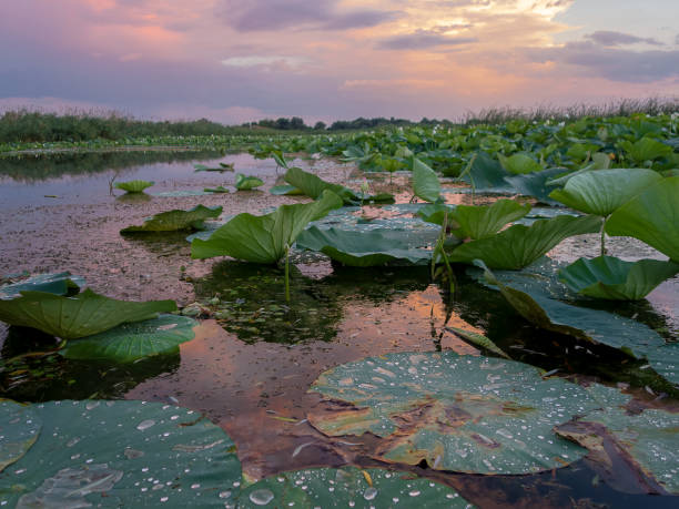 istock Lake of lotuses after sunset 1033075952